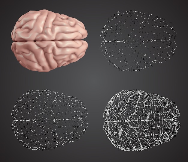 Vector human brain vector set in different styles meshe