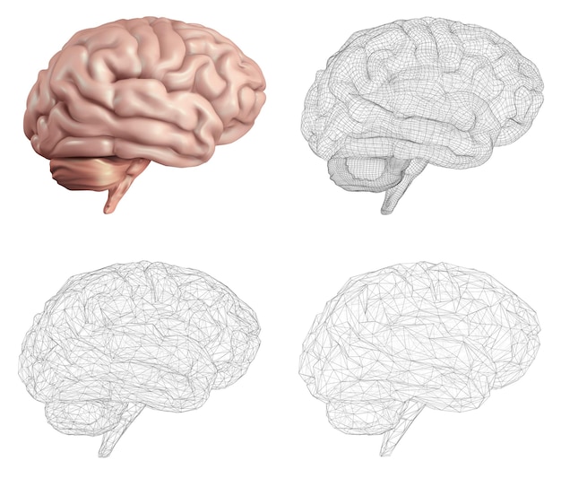 Vector human brain vector set in different styles meshe