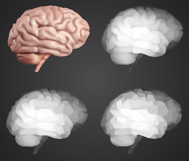 Vector human brain vector set in different styles meshe