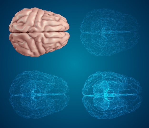Cervello umano vector impostato in diversi stili meshe