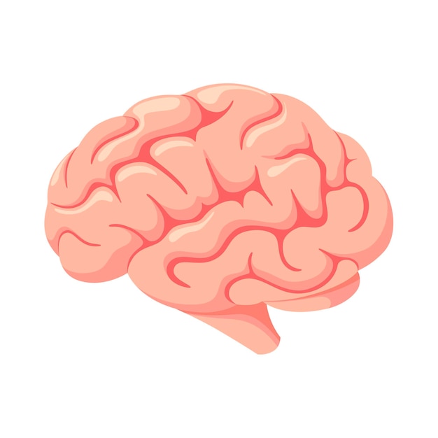 The human brain on a white background. Cartoon design.