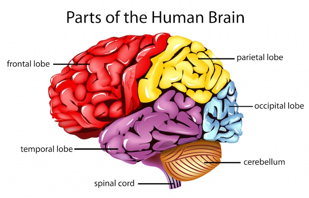 Vettore cervello umano