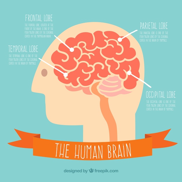 The human brain