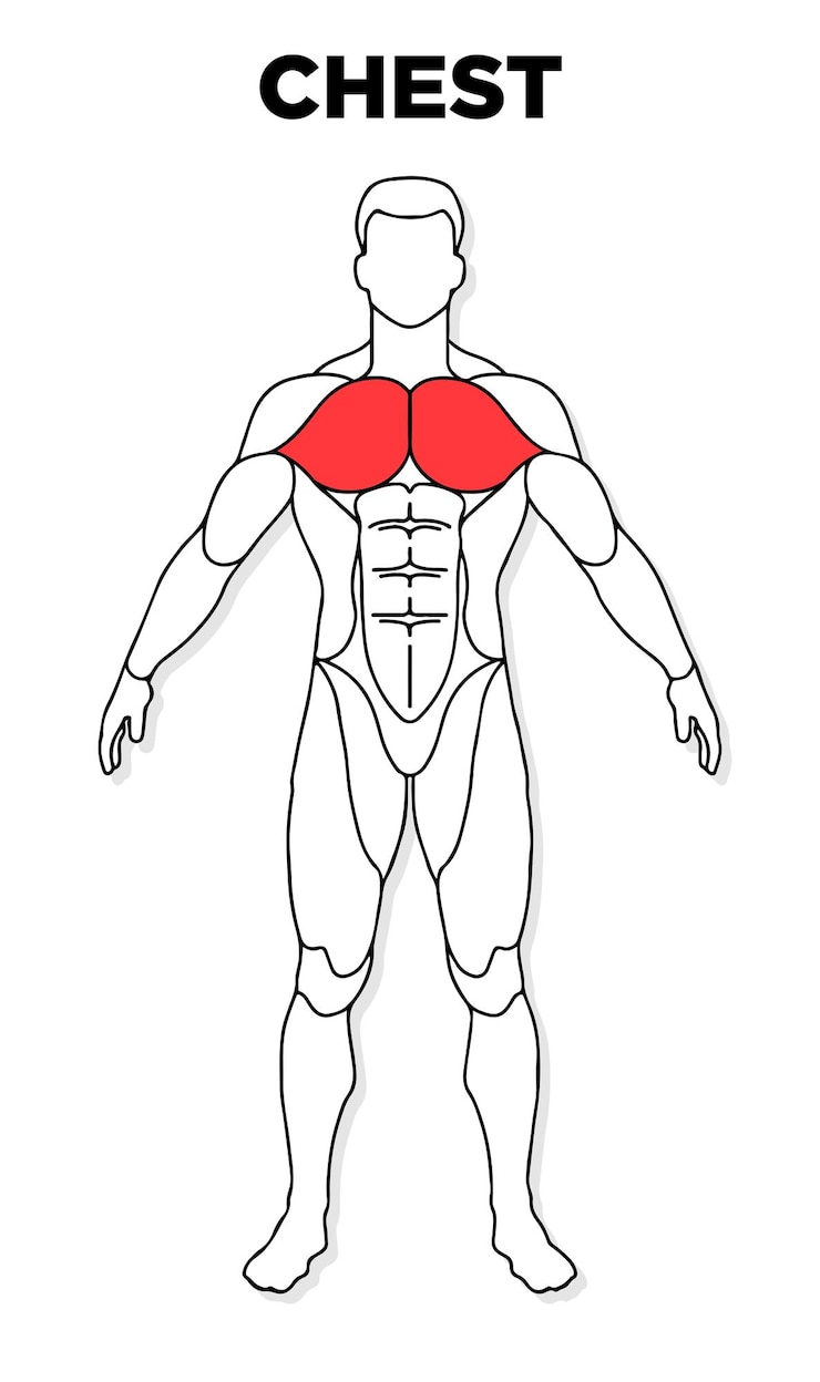 Vector 人間の胸筋の男性の解剖学モデル ベクトル ジムのイラスト健康医学に最適