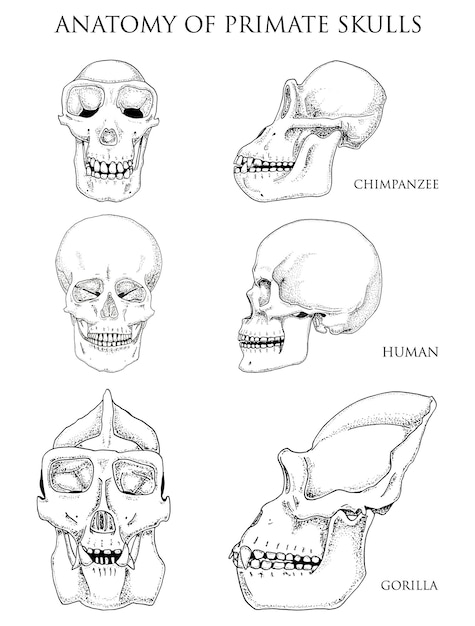 人間とチンパンジーのゴリラの生物学と解剖学のイラストは、古いスケッチとビンテージスタイルのサルの頭蓋骨またはスケルトンまたは骨のシルエットの正面図または顔とプロファイルで描かれた手描き