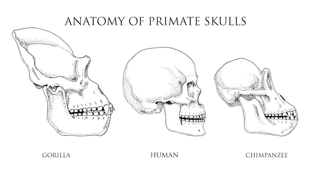 人間とチンパンジーのゴリラの生物学と解剖学のイラストは、古いスケッチとビンテージスタイルのサルの頭蓋骨またはスケルトンまたは骨のシルエットビューまたは顔またはプロファイルで描かれた手描き