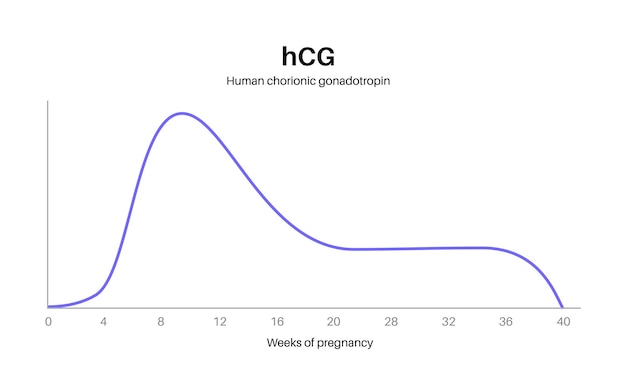 벡터 임신 중 인간 융모성 성선 자극 호르몬 수치 여성 신체의 hcg 최대값 및 최소값 인포그래픽 여성 호르몬은 첫 주부터 배달 벡터 일러스트레이션으로 변경됩니다.