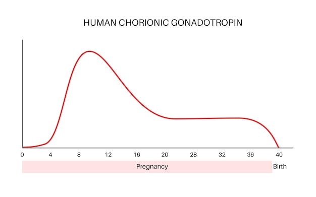 Human chorionic gonadotropin level during pregnancy HCG in the woman body maximum and minimum values infographic Female hormones changes from the first weeks to the delivery vector illustration