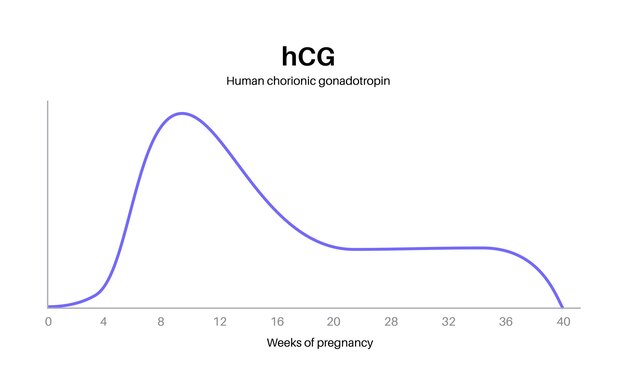 임신 중 인간 융모성 성선 자극 호르몬 수치 여성 신체의 HCG 최대값 및 최소값 인포그래픽 여성 호르몬은 첫 주부터 배달 벡터 일러스트레이션으로 변경됩니다.