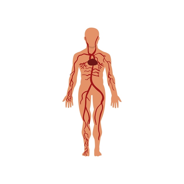 Анатомия системы кровообращения человека векторная иллюстрация человеческого тела изолирована на белом фоне