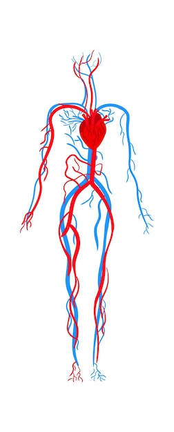 Анатомия системы кровообращения человека векторная иллюстрация