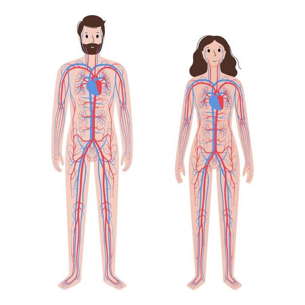 Human circulatory system