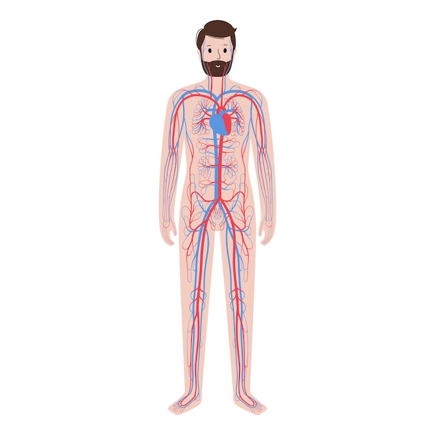 Human circulatory system