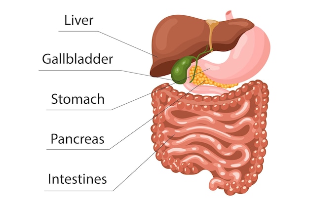 Анатомия пищеварительной системы человека, инфографический баннер. Печень, желудок, поджелудочная железа, желчный пузырь