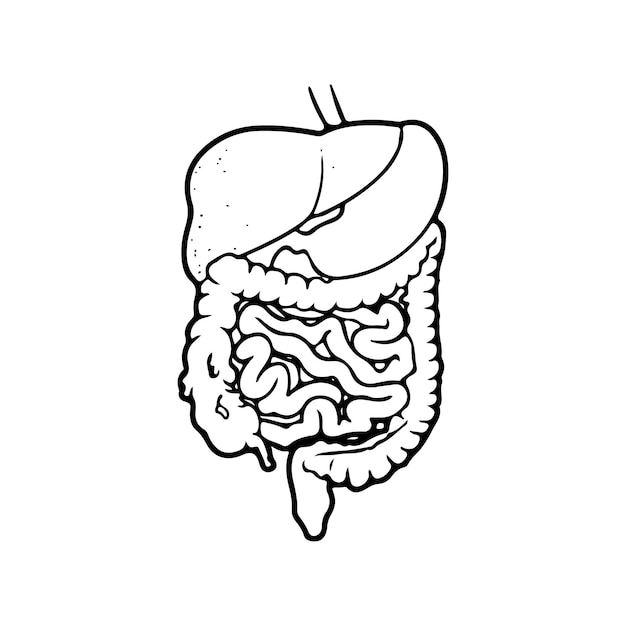 黒のアウトライン スタイルの人間の消化器系。胃、腸はベクトル イラストです。