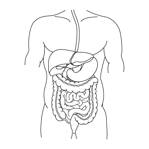 Vector human digestive system for coloring