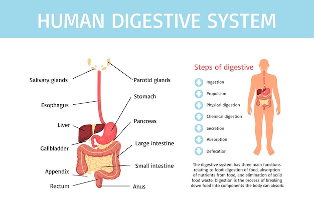 Human digestive system infographics in flat design
