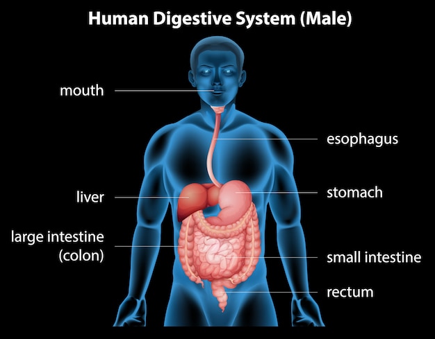 Vector human digestive system