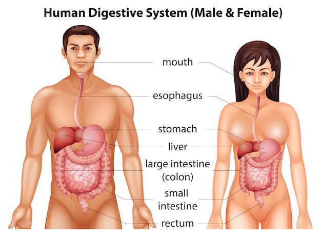 Human digestive system