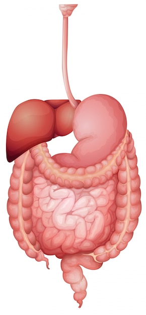 Vettore sistema digestivo umano