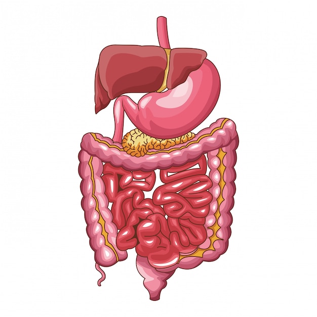 Human digestive system