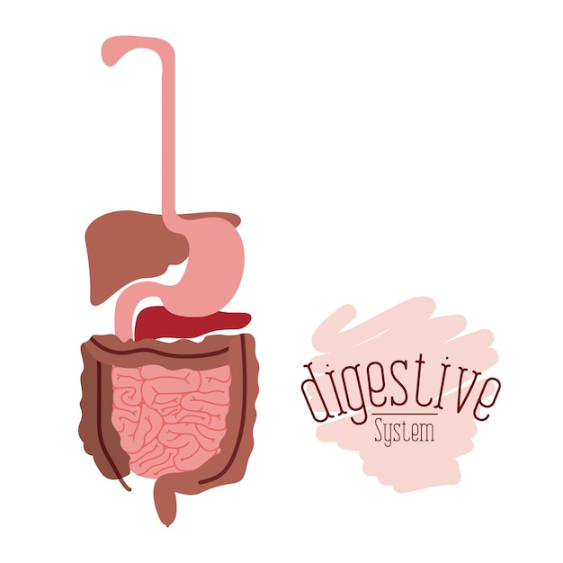 Human digestive system