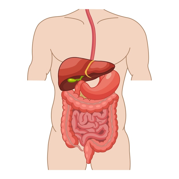 Vector human digestive system