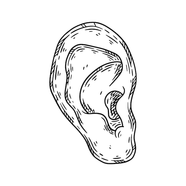 Human ear hand drawn sketch vector isolated illustration