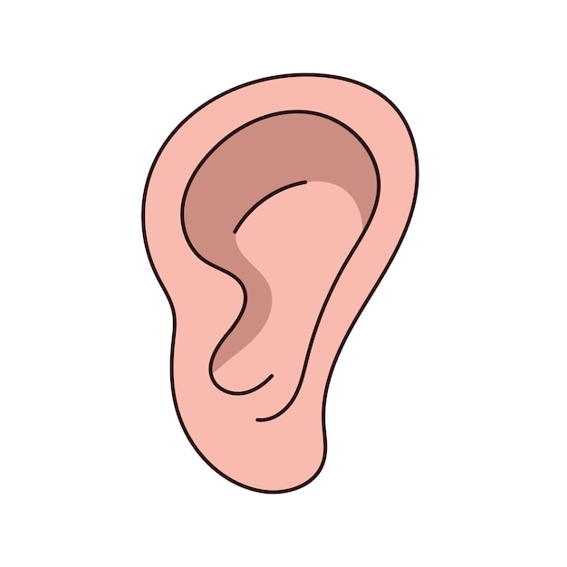 Vector human ear vector illustration on white background illustration of body organs