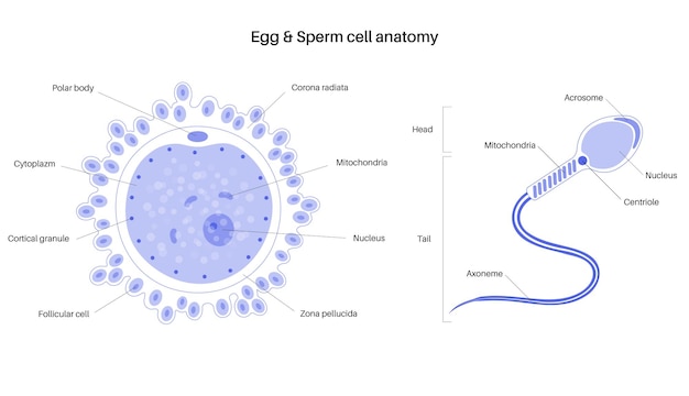 벡터 인간 난자 해부학. 수정, 부인과 및 ivf 연구.