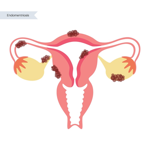 벡터 인간 난자 해부학. 수정, 부인과 및 ivf 연구.