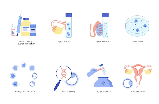 벡터 인간 난자 해부학. 수정, 부인과 및 ivf 연구.