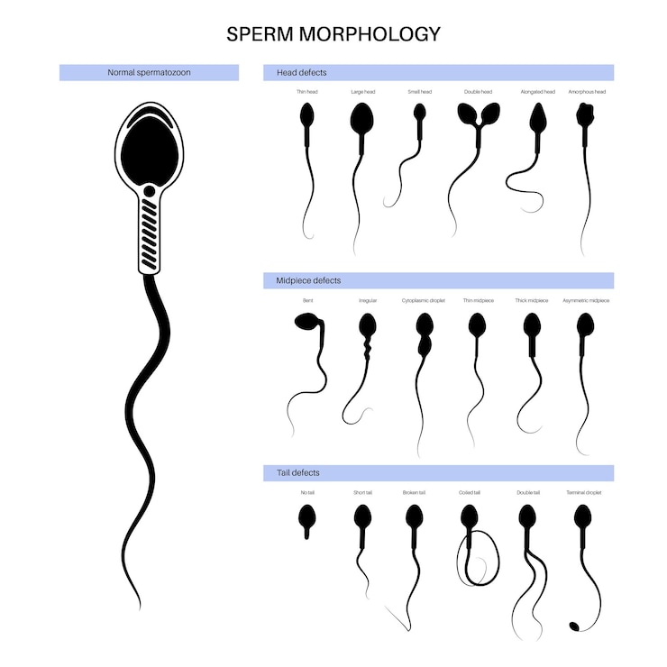 Vector human egg cell anatomy. fertilisation, gynecology and ivf research.