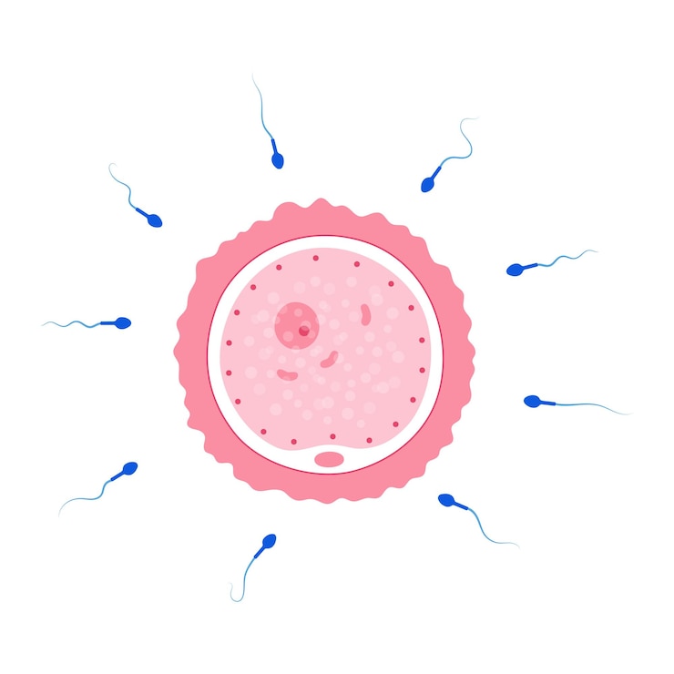 Vector human egg cell anatomy. fertilisation, gynecology and ivf research.