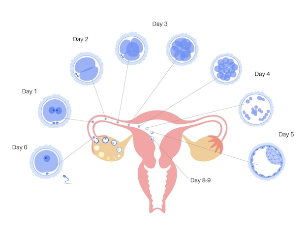 Human egg cell anatomy. fertilisation, gynecology and ivf research.