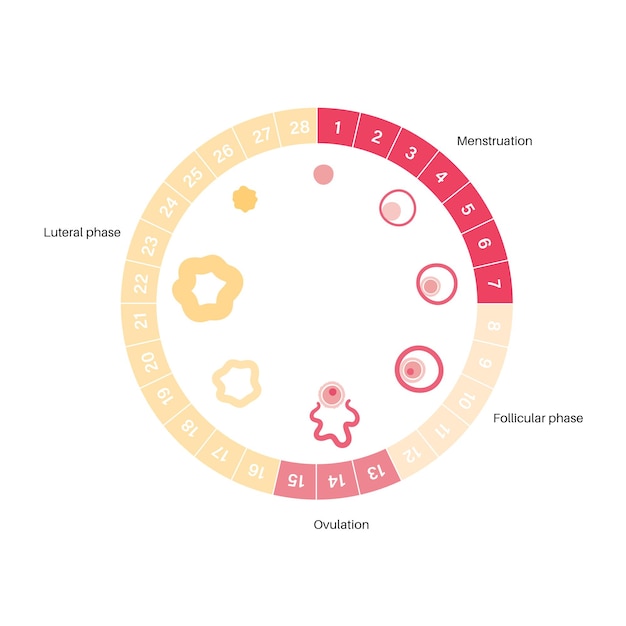 Vector human egg cell anatomy. fertilisation, gynecology and ivf research.