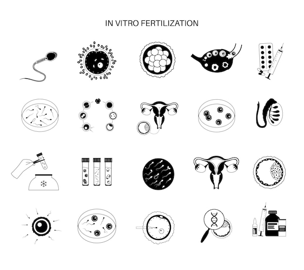 Human egg cell anatomy. fertilisation, gynecology and ivf research.