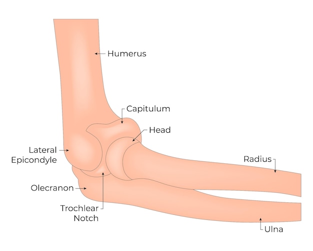 Anatomia dell'osso del gomito umano umero capitolo testa raggio ulna toccata trocleare olecrano laterale