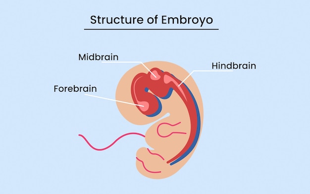 Диаграмма анатомии эмбриона человека включает все названия частей эмбриона. дизайн анатомии тела.