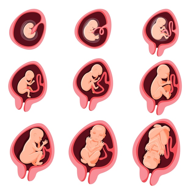 Fase di gravidanza di nove mesi di sviluppo fetale embrionale umano. ciclo di crescita prenatale anatomico dell'embrione dalla fetazione alla nascita elemento infografico medico