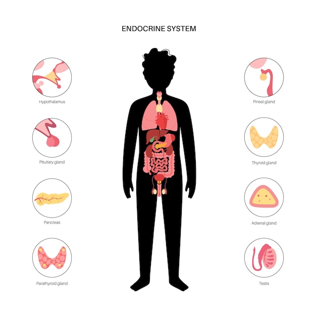Vector human endocrine system