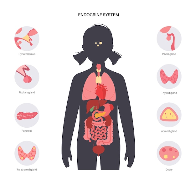 Vector human endocrine system