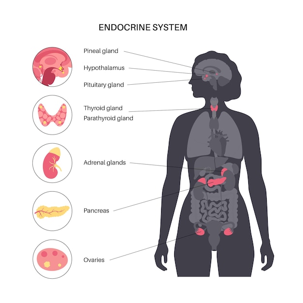 Sistema endocrino umano