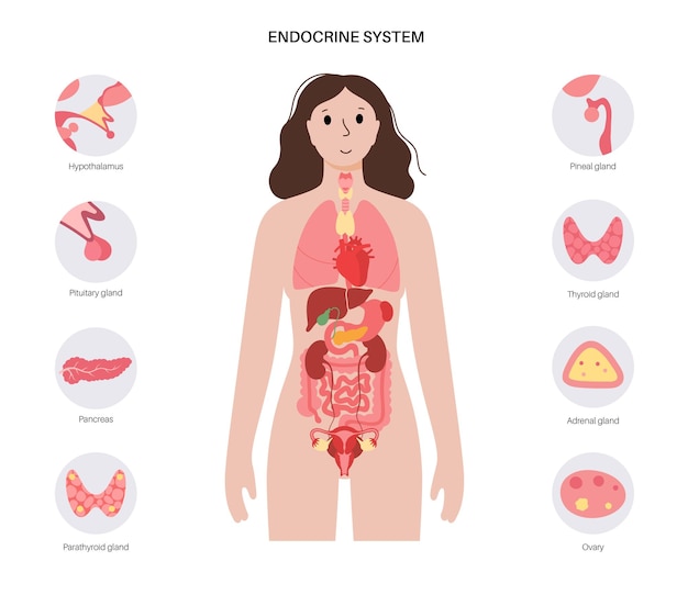Vector human endocrine system