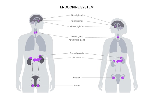 Vector human endocrine system