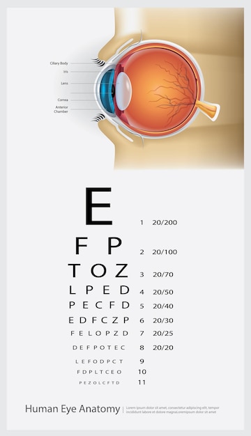 Human Eye Anatomy Illustration