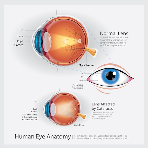 Вектор Иллюстрация анатомии человеческого глаза