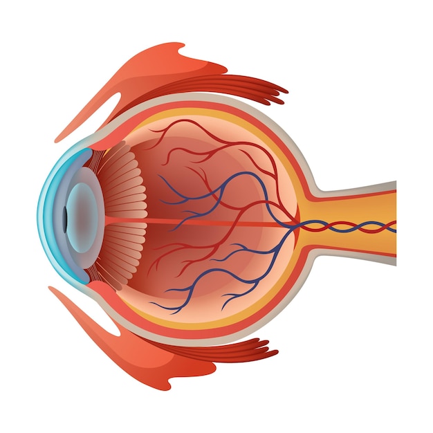 Infografica dell'anatomia dell'occhio umano con struttura interna illustrazione di poster vettoriale realistica