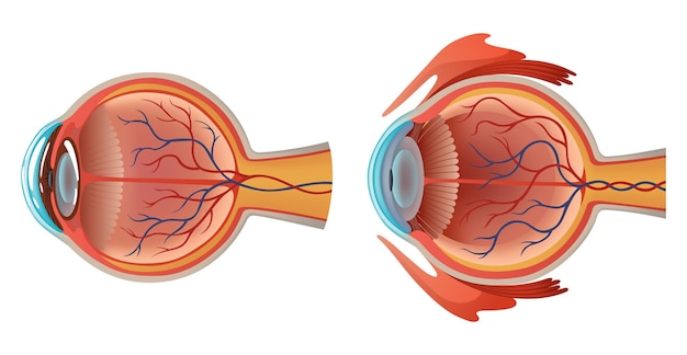 human eye anatomy infographics with inside structure realistic vector poster illustration
