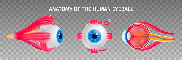 Vector human eye anatomy transparent set with vision diseases symbols isometric isolated vector illustration